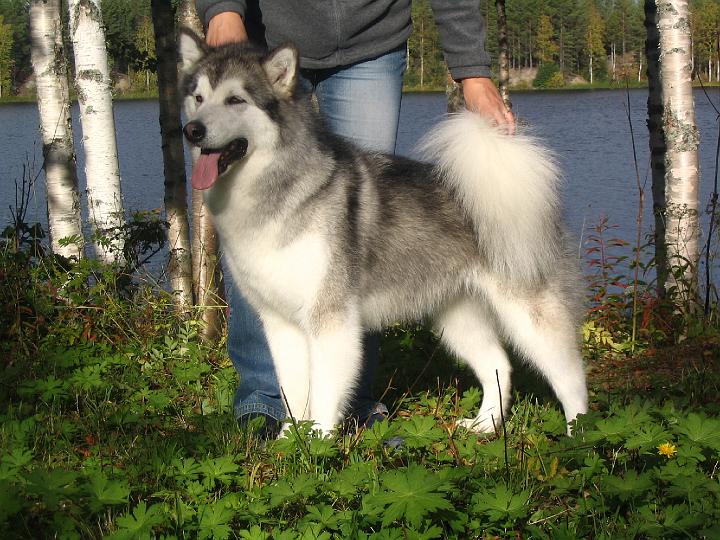 Awa syys-08 007.jpg - Awa syyskuussa 08 / Awa at September -08